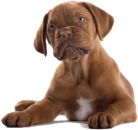 Download Dog Clipart Png Brown Dog Png Free Png Images Toppng
