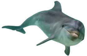 Download Dolphin Png Free Png Images Toppng
