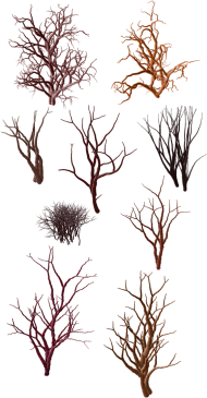 Download Dry Grass Clipart Desert Shrub Png Tree In Desert Png Free Png Images Toppng