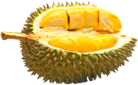 Download Durian Durian Home Durian Terenak Di Indonesia Png Free Png Images Toppng