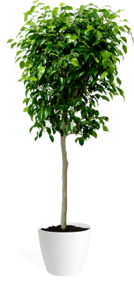Download Ficus Benjamina Fig Trees Png Free Png Images Toppng