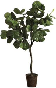Download Fiddle Leaf Png Ballard Designs Bunny Williams Faux Fiddle Leaf Fi Png Free Png Images Toppng
