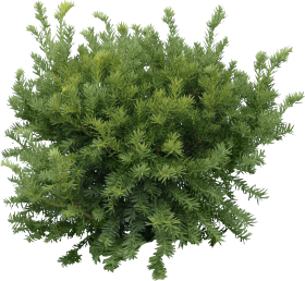 Download fir tree png - Free PNG Images | TOPpng