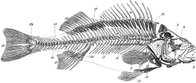 Download fishes skeleton bone anatomy dead transprent png - fisch ...