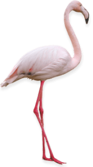 Download Flamingo Png Free Png Images Toppng