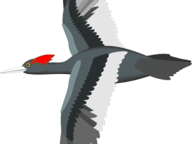 Download Flying Bird Animated Png Free Png Images Toppng