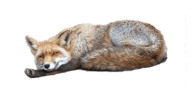 fox PNG images transparent