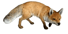fox PNG images transparent