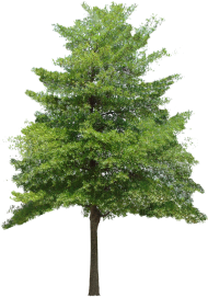 Download Free Download Tree Vector Png Tree Without Background Png Free Png Images Toppng
