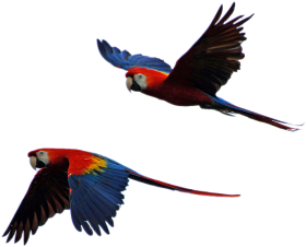 Download Free Photo Parrot Isolated Parrots Flight Parrot Flying In Sky Png Free Png Images Toppng