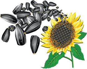 Download Free Png Sunflower Seeds Png Images Transparent ...