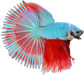 Download Download Half Sun Betta Fish Png Free Png Images Toppng