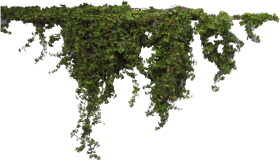 Download Hanging Ivy Png Free Png Images Toppng