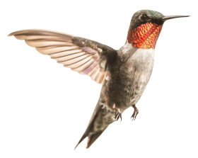 Download hummingbird png - Free PNG Images | TOPpng