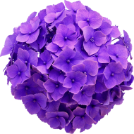 Download Hydrangea Real Flower Purple Cute Beautiful Freetoedit Hydrangea Flower No Background Png Free Png Images Toppng