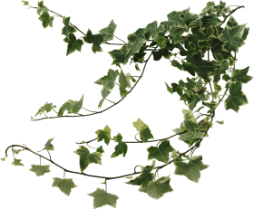 Download Ivy Wall Png Clipart Black And White Ivy Vines Png Free Png Images Toppng