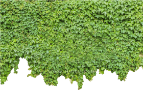 Download Ivy Wall Png Green Wall Png Free Png Images Toppng