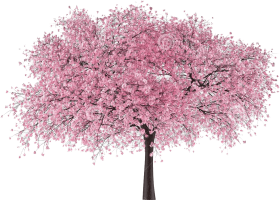 Download Japan Tree Sakura Cherry Blossom Tree Png Free Png Images Toppng