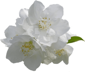 Download Jasmine Flowers On A Transparent Background Transparent Background White Flowers Png Free Png Images Toppng