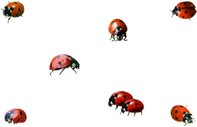 Download Ladybug Insect Png Background Image Transparent Ladybird Png Free Png Images Toppng