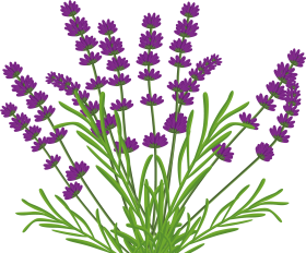 Download Lavender Bush Png By Kibblywibbly On Deviantart Vector Lavender Bush Png Free Png Images Toppng