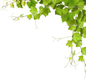 Download Leaf Vine Png Download Grapes Leaves Png Free Png Images Toppng