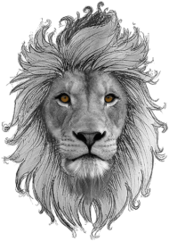 Download Lion Art Drawings Sketches Zodiac Society Drawing Wildlife Heritage Foundatio Png Free Png Images Toppng
