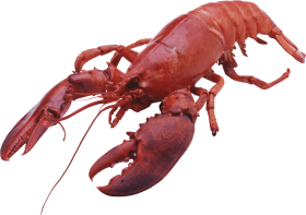 lobster large front PNG images transparent