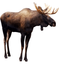 Download moose png - Free PNG Images | TOPpng
