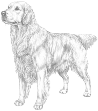 golden retriever coloring pages free