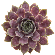 Download On Toxic Pet Safe Succulents Succulent Plant Png Free Png Images Toppng