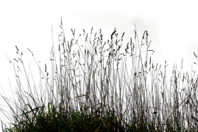 Download Ornamental Lawn Clip Art Long Grass Png Free Png Images Toppng