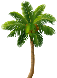 Download palm tree png - Free PNG Images | TOPpng