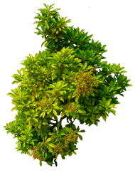 Download plants png - Free PNG Images | TOPpng