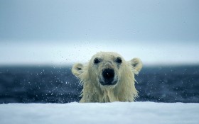 polar bear, snow, water, wet wallpaper PNG images transparent