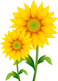 Download Raphic Royalty Free Stock Sunflowers Clipart Png Image Transparent Background Sunflower Clipart Png Free Png Images Toppng