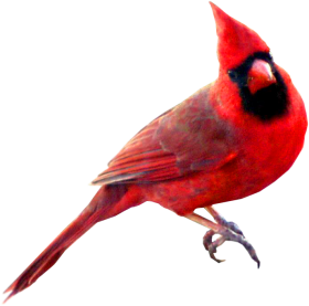 Download Red Carainal Bird Red Cardinal Bird Png Free Png Images Toppng