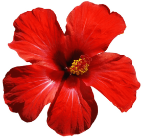 jaba flower clipart png