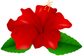 Download Red Hibiscus Png Free Png Images Toppng