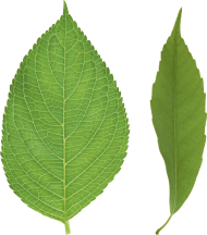 Download Reen Leaf Png Tree Leaves Png Free Png Images Toppng