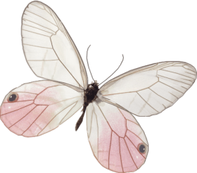 Download Related Image Borboleta Rosa Vintage Png Free Png Images Toppng