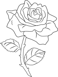 Download retty rose coloring page - roses outlines png - Free PNG ...