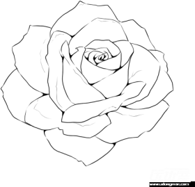Download Rose Line Drawing Template Realistic Rose Outline Drawi Png Free Png Images Toppng