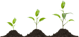 Download Row Png Image Plant Growing Transparent Png Free Png Images Toppng