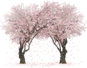Download Sakura Trees By Rosemoji On Deviantart Svg Transparent Transparent Sakura Tree Wallapper Png Free Png Images Toppng