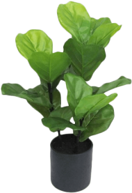 Download small artificial fiddle leaf fig png - Free PNG Images | TOPpng