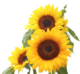 white sunflower png PNG image with transparent background | TOPpng