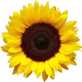 Download Sunflower Png - Sunflower Transparent Png Image With ...