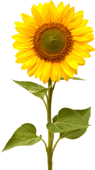 Download sunflower vector png png - Free PNG Images | TOPpng