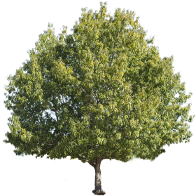 Download tree-isolated - chestnut tree png - Free PNG Images | TOPpng